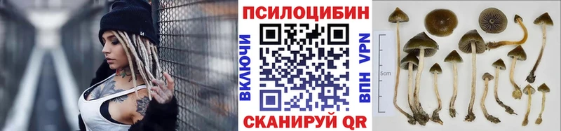 Галлюциногенные грибы Psilocybe Лениногорск